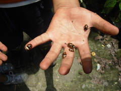 Ogdoecosta biannularis