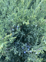 Juniperus chinensis