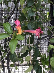 Amphilophium