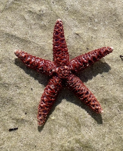 Granular Sea Star