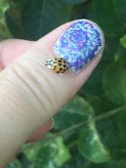 Harmonia axyridis