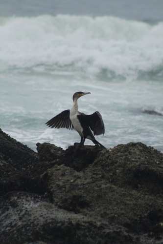 iNaturalist image