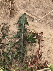 Taraxacum pseudolarssonii