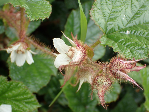 Rubus tricolor, photograph 5