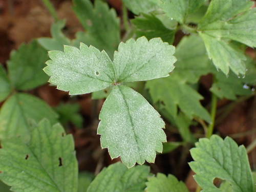 Potentilla sterilis, photograph 2