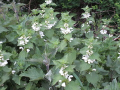 Lamium album