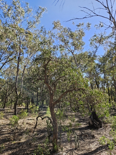 Bumble Tree