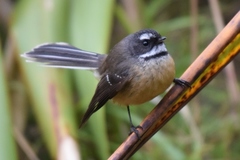 North Island Fantail - Photo (c) Tan Kok Hui, some rights reserved (CC BY-NC), uploaded by Tan Kok Hui