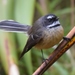 North Island Fantail - Photo (c) Tan Kok Hui, some rights reserved (CC BY-NC), uploaded by Tan Kok Hui