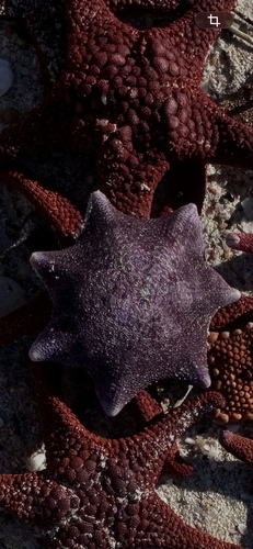 Gunn's six-armed star