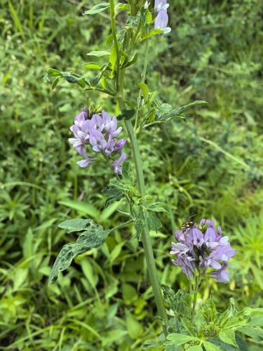 Alfalfa