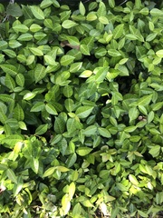 Magnoliopsida