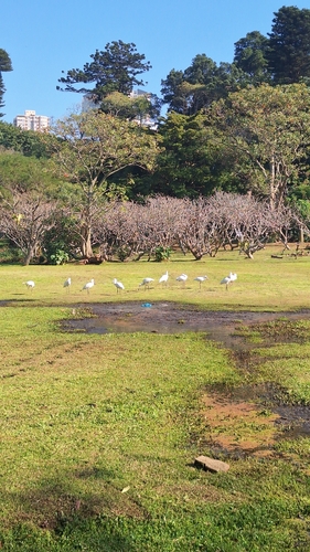 African Spoonbill