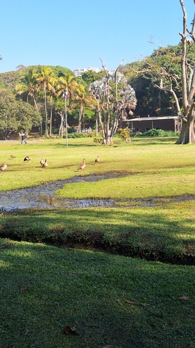 Egyptian Goose