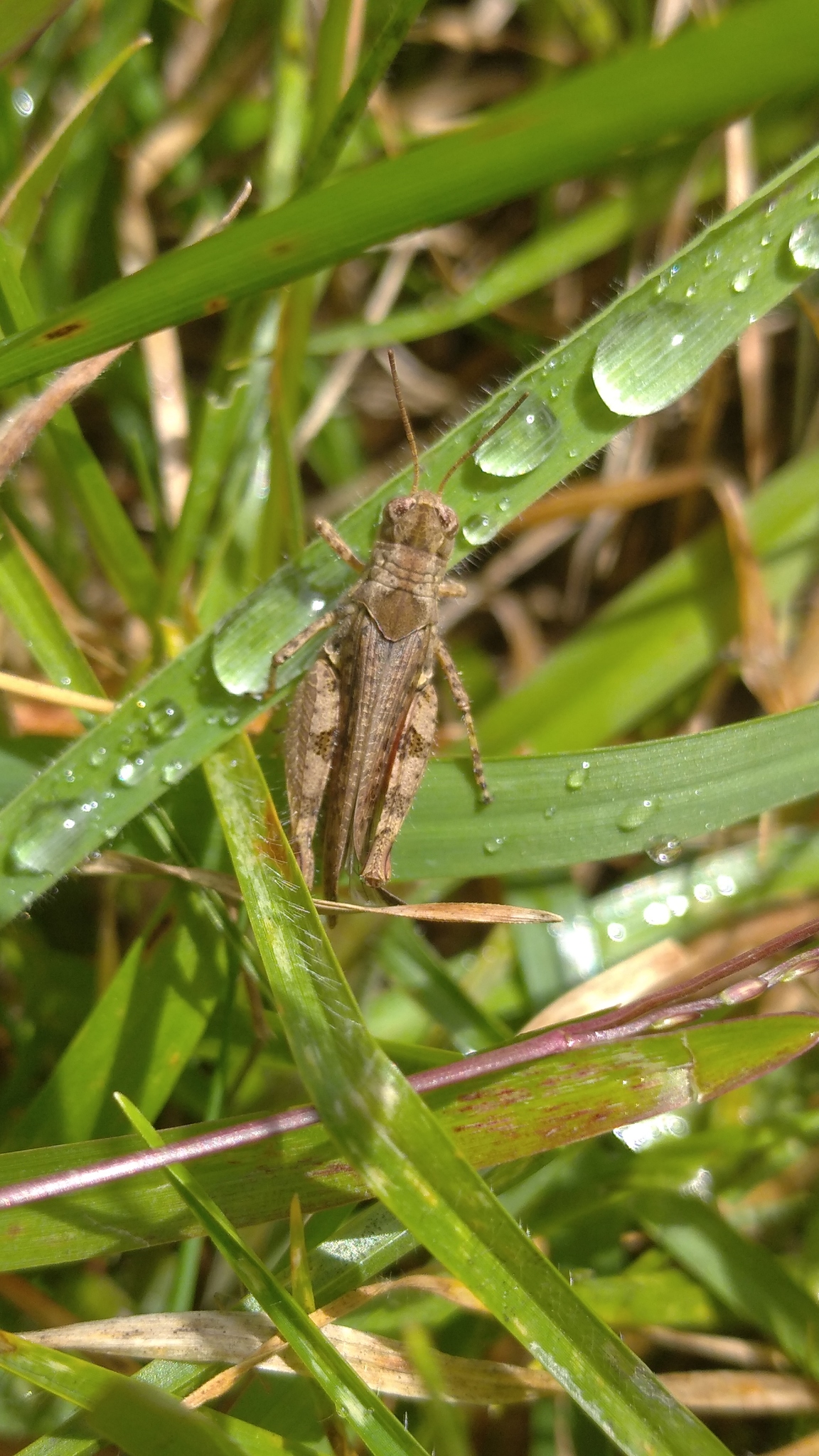 Baeacris image