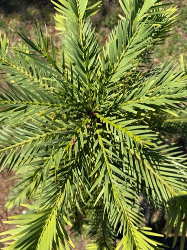 Wollemia nobilis