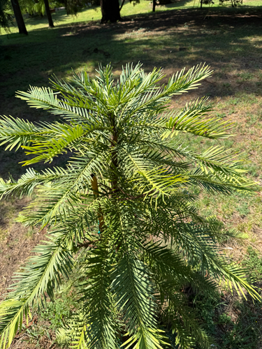 Wollemia nobilis