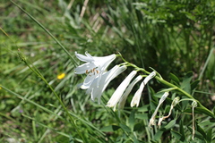 Paradisea liliastrum