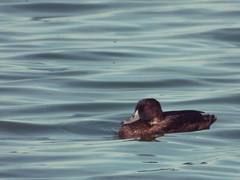 Netta erythrophthalma