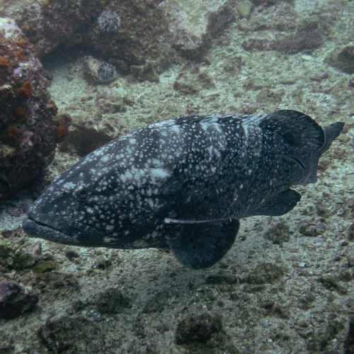 Epinephelus daemelii observed 2026-06-29