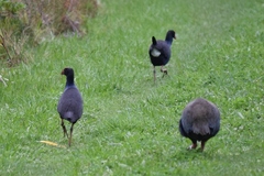 Porphyrio hochstetteri