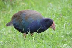 Porphyrio hochstetteri