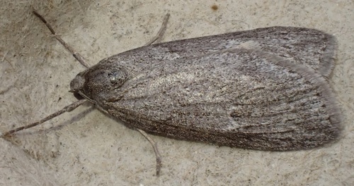 Horse Chestnut Moth, Camping Loodsmansduin, Den Hoorn, North Holland, NL, photo 4 of 10