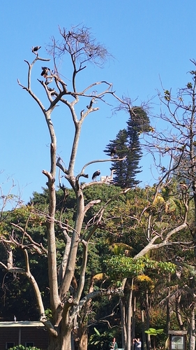 African Woolly-necked Stork