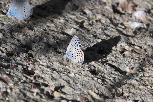 Eastern Baton Blue