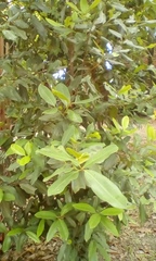 Pimenta racemosa