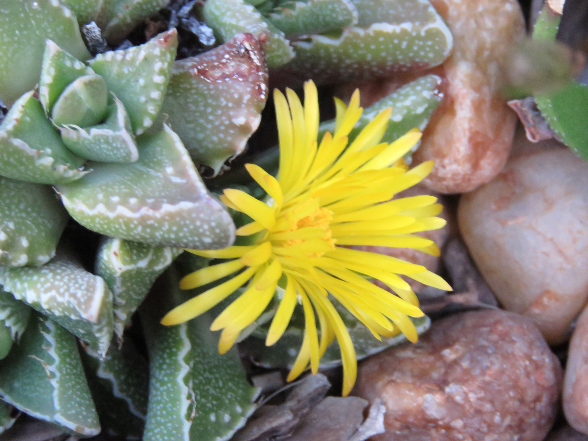 Mesembryanthemum ringens L. 4