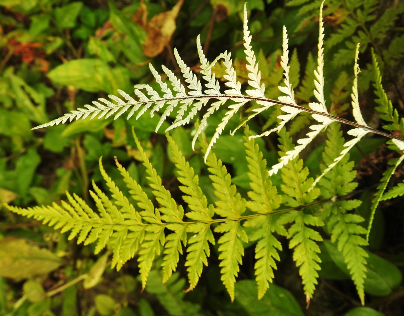 Pityrogramma