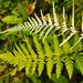 Silverback and Goldback Ferns - Photo (c) delmer jonathan, some rights reserved (CC BY-NC), uploaded by delmer jonathan
