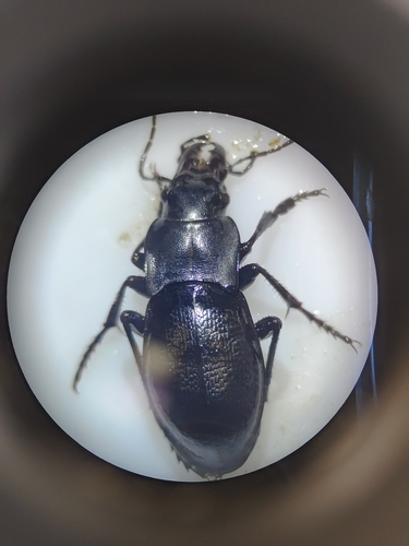 Carabus glyptopterus