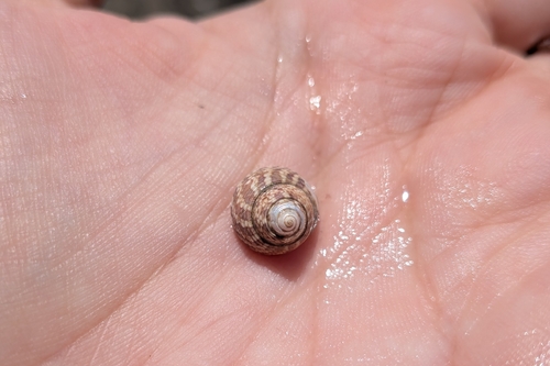Gibbula adriatica observed 2026-07-06