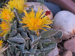 Faucaria