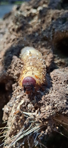 Greek rhinoceros beetle