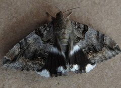 Achaea catella