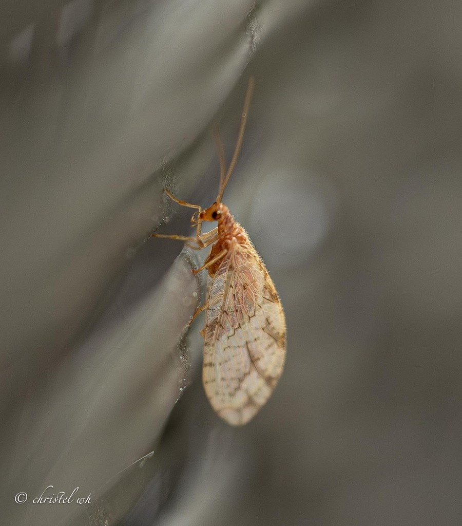 Micromus paganus