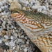 Ballan wrasse