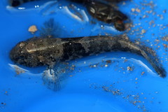 Bathygobius krefftii