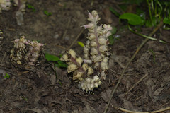 Lathraea squamaria