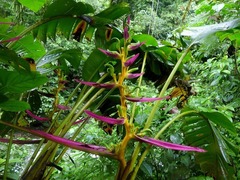 Heliconia aemygdiana