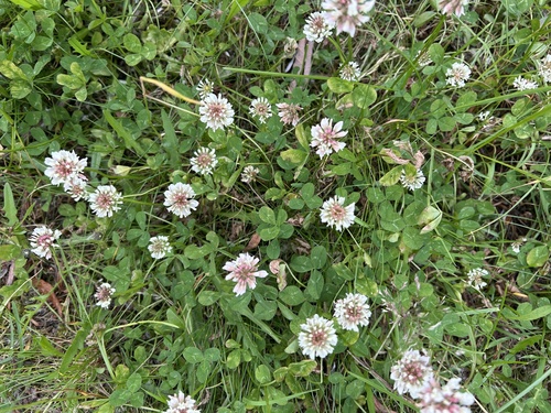 white clover