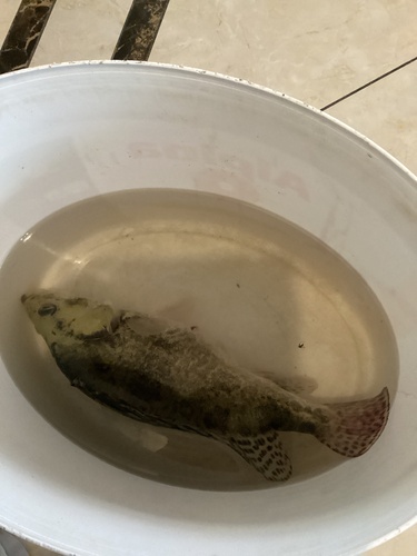 Chinese bass (Siniperca chuatsi) — Sinipercidae — 3