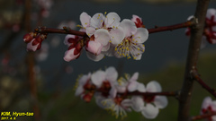Prunus armeniaca