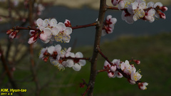 Prunus armeniaca