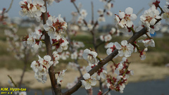 Prunus armeniaca