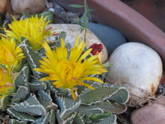 Faucaria
