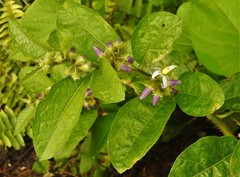 Solanum volubile